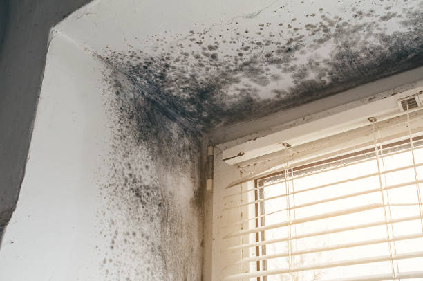 Affordable Mold Testing solutions in Yorktown, TX